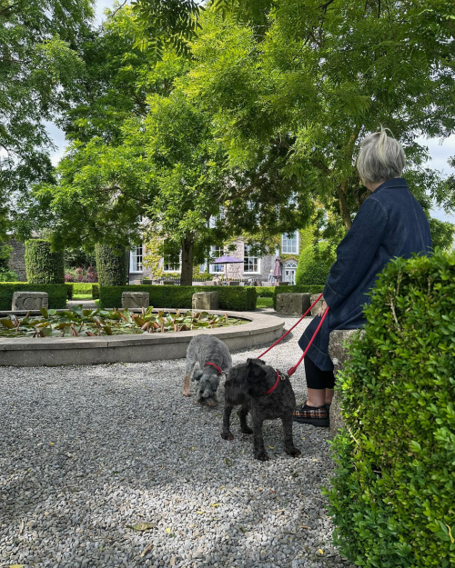 dog in garden