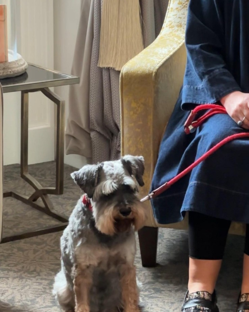 dog in room